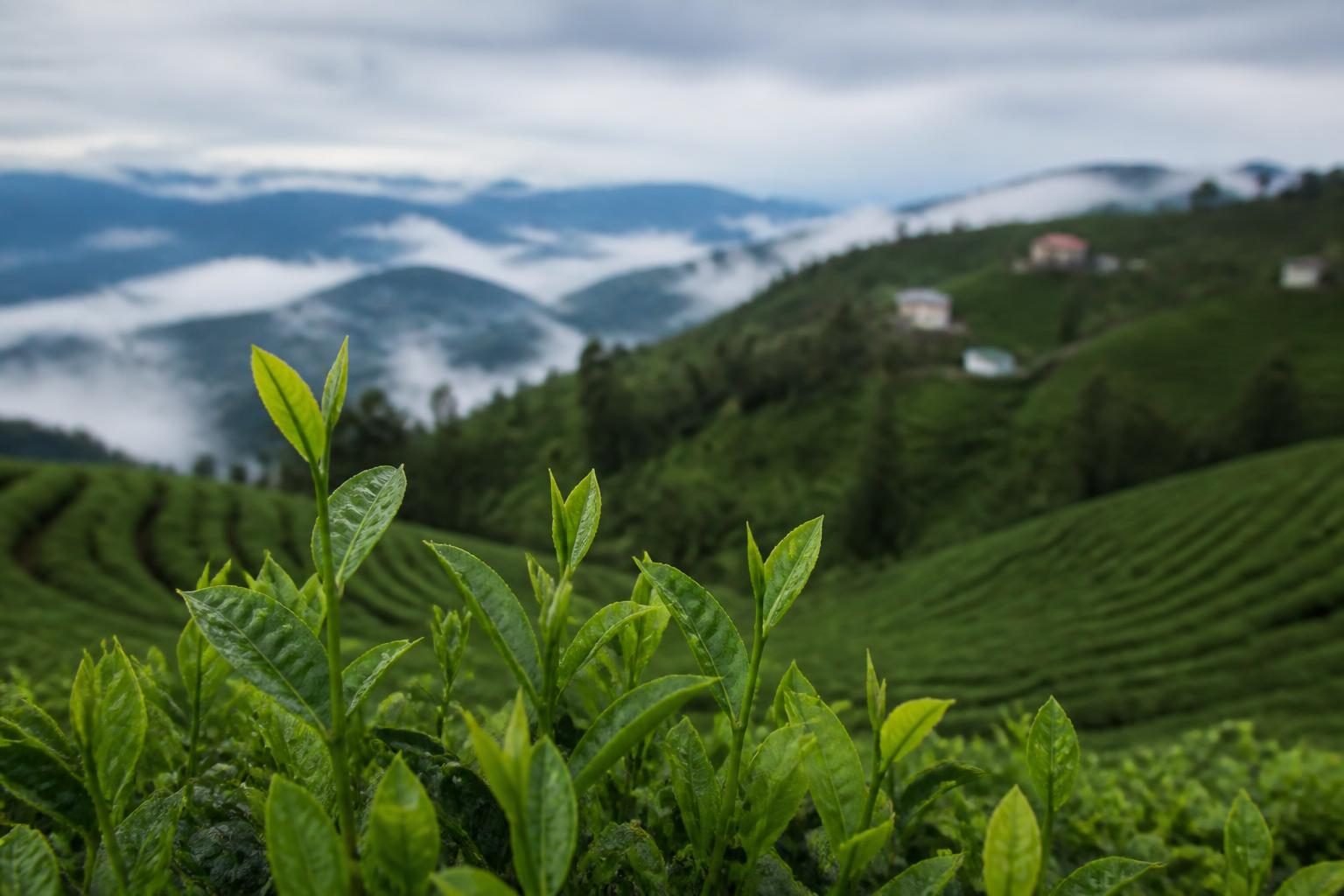 Çeçeva Çay Bahçesi Ne Zaman Gidilir? Çay Tarlaları ve Manzara İçin Mevsim Rehberi
